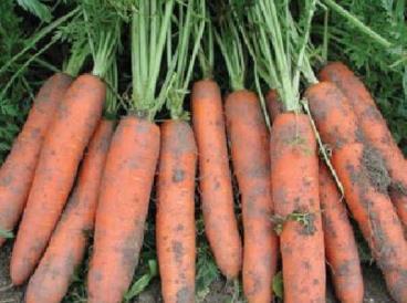 Carrots Perhaps not quite for the beginner, carrots are difficult enough to grow and require a deep, light, stone free, fertile soil to do well.