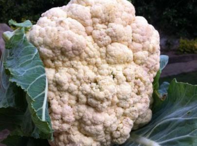 Cauliflower Cauliflower is a difficult veg to grow well, takes up a good deal of space and doesn t store particularly well - so when it comes to deciding whether it s worth growing you really have to