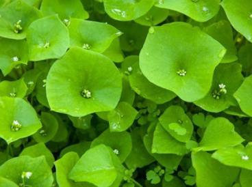 Claytonia It might sound like a trash metal band but Claytonia (also called Winter Pursulane or miners lettuce) is in fact a really useful, hardy, heart-shaped winter salad green that can be used to