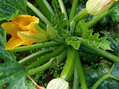 Courgette and Summer Squash They are easy to grow and incredibly prolific, growing feakishly fast in the summer.