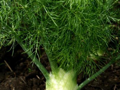 Florence Fennel Worth growing for its pretty foliage alone, florence fennel also offers the bonus of its delicious, white, aniseed-flavoured bulb.