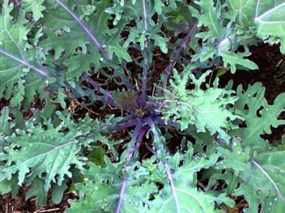 Kale It may not be everyone s idea of a good time, but kale can be a delicious crop and it s incredibly good for you.