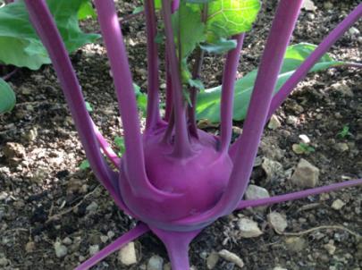 Kohlrabi Kohlrabi is gaining in popularity and little wonder it s quick-growing, relatively easy to grow and tastes great (like a very mild turnip), cooked or raw.