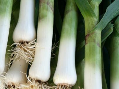 Leeks Leeks are quite easy to grow and will withstand even the harshest winter. For many GIYers they are the only crop left in the soil during the winter months.