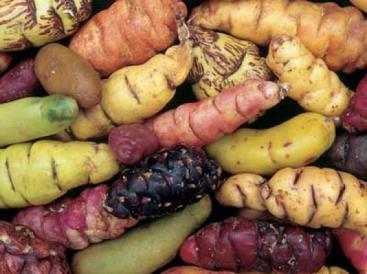 Oca Cultivated by the Incas since ancient times, Oca is a very unusual potato-type crop that has been adopted by growers here since it is blight resistant and very easy to grow.