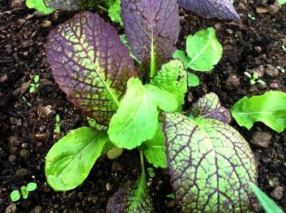 Oriental Mustards You can sow Mustard direct in the soil or in module trays for later transplanting.