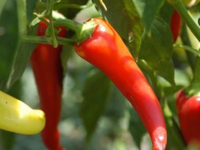 Peppers (Chilli and Bell) Peppers are quite compact plants and so don t take up a huge amount of space in your greenhouse or polytunnel.