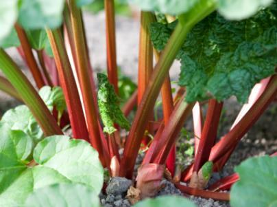 Rhubarb A healthy rhubarb plant will last up to 10 years, so it s an incredibly valuable investment. It is typically the first new season crop of the year, providing bountiful food from March onwards.