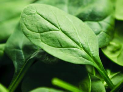 Spinach, Perpetual Easier to grow than annual spinach, perpetual spinach is actually from the same family as beetroot and is therefore often known as leaf beet or spinach beet.