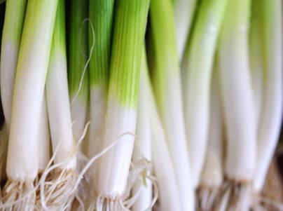 Spring Onions/Scallions Quick growing, useful and deliciously mild, spring onions are the quintessential salad crop. They can be grown in containers or anywhere you have some space.