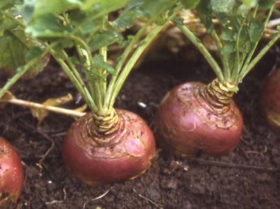 Swede The yellow-fleshed turnip we eat in Ireland is in fact not a turnip at all, but a swede.