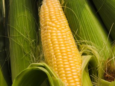 Sweetcorn Sweetcorn takes up a good deal of space and gives a relatively low return just two cobs per plant it can also be difficult to grow well in Ireland given our relative lack of sun.