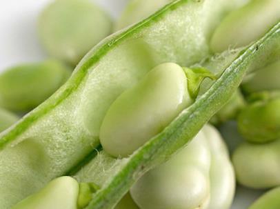 Bean, Broad Broad Beans are generally the first legume to produce a crop, making them one of the first new-season crops of the year.