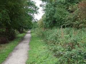 The remainder of the verge is left unmanaged and, over time develops into nettles and brambles.