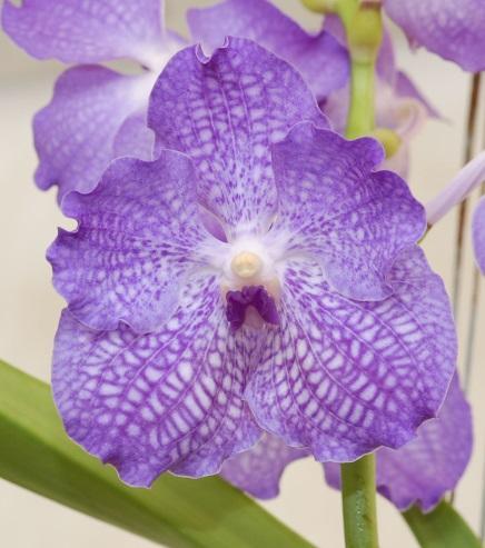 What is an orchid? An orchid is a member of the Orchidaceae family, the largest group of all living flowers.