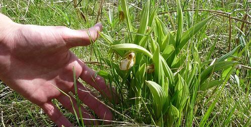 Terrestrial Orchid Growing in Soil Lady