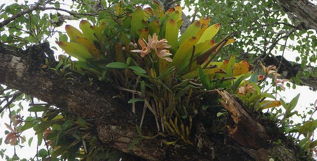 Epiphytic Orchid Tree Loving Cattleya