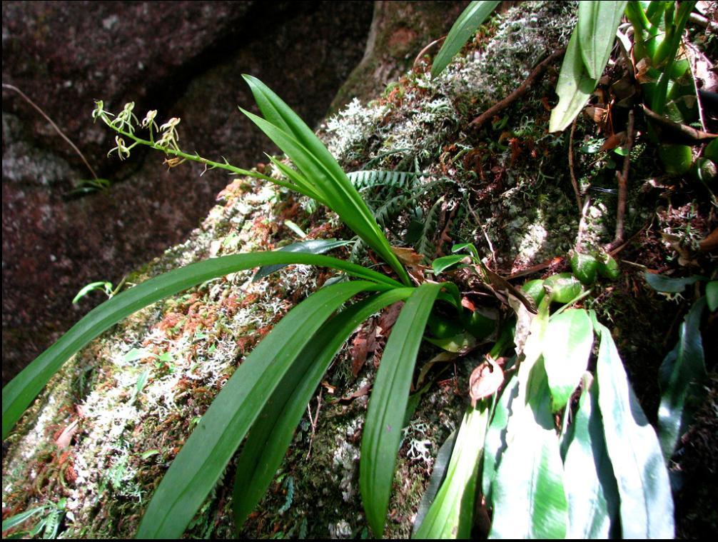 Lithophytic orchid Rock Loving Liparis bracteata