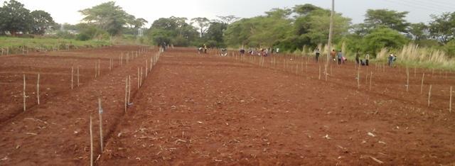 Procedures for field layout: Construct a straight line by fixing a peg on the first row of the first plot Form a right-angle triangle with the tape and fix two stakes perpendicular to each other