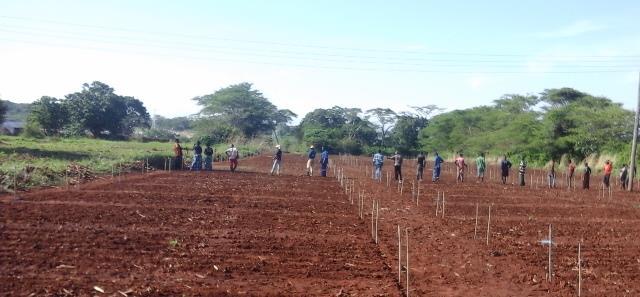 Methods of planting: flat field should be ploughed and harrowed properly Wait for consistent rains and good soil moisture before planting Plant on the well-levelled fields