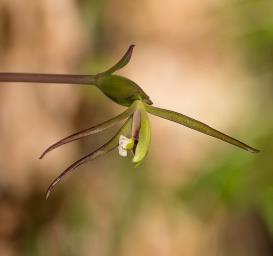 The Newsletter of the AMHERST ORCHID SOCIETY An Affiliate of the American Orchid Society Greater Whorled Pogonia All rights reserved Volume 26 Issue 9 October 2018 September Meeting- Club Auction