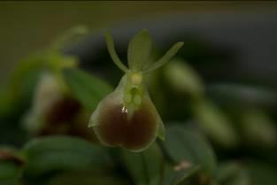 Phalaenopsis Tying Shin