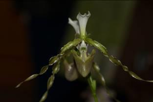 Stenier Epidendrum
