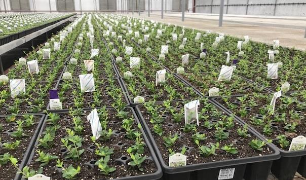 Starting Clean With Biocontrol The reactions of growers can trigger propagator actions The choices of breeders and cutting producers can have major