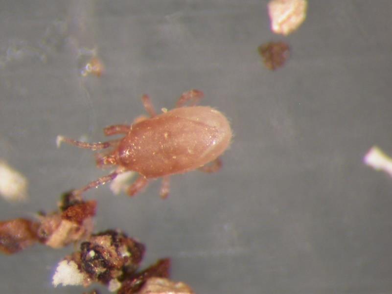 Hypoaspis miles (Stratiolaelaps scimitus) - Hypoline Soil dwelling mite Eats fungus gnat larvae and eggs, pupae of thrips Active from 59 F Can be mixed with Atheta just prior to