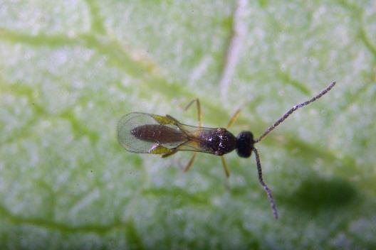 Aphidius Colemani Parasitoid Wasp Best used as prevention for aphids Only effective
