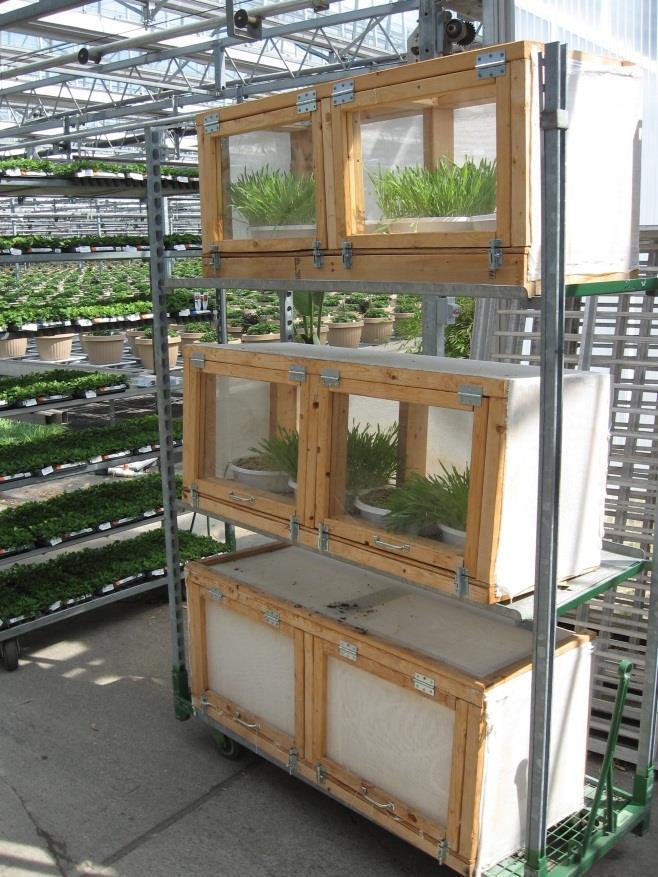Aphid Banker Plants Maintaining the System Inoculated grains inside cage