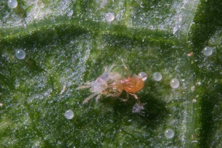 Only feeds on TSSM not available in sachets Preys on all stages of spider mites Will eat 6 adults, 20 eggs, or a
