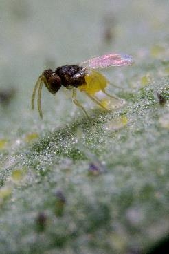 Encarsia formosa - Encarline Card/Mix Parasitizes larvae of greemhouse whitefly larvae turn black Some host feeding (3 4