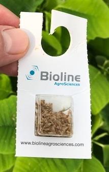 Pupa stuck on card vs pupa loose in blister pack Protection with blisters from ants or other environmental