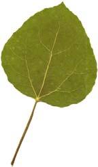 COLORS (20 leaves) C-1003