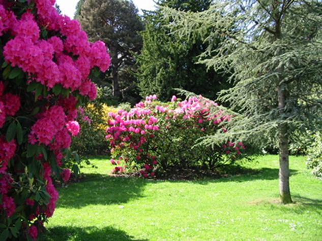 9. The Arboretum, Rhododendrons and George Forrest The Park contains many beautiful trees and shrubs, some of which are species which George Forrest, a local plant hunter, collected in China in the