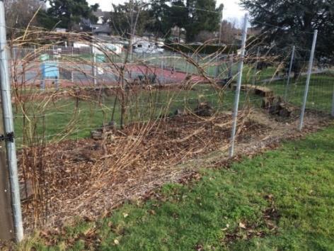 A portion of communal harvests will be given to local charities. Outside the deer fence there will be several feature gardens for the public to enjoy (living tunnel, lavender labyrinth, rain garden).