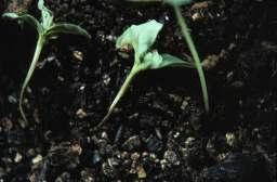 Common Rust Plant resistant varieties Damping-Off/Seedling Blights Pathogens Pythium spp. Rhizoctonia solani Fusarium spp.