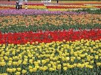 Adopting tulips and Ohga lotus plants Hamura City, located in Tokyo, is promoting tulip cultivation as an effort to preserve fallow rice fields and to make effective use of rice fields after their