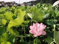 Fields containing 400,000 tulips of 33 varieties As part of its social contribution activities, Casio became the owner of about 500 square meters of paddy field, half of the Ohga lotus field at the