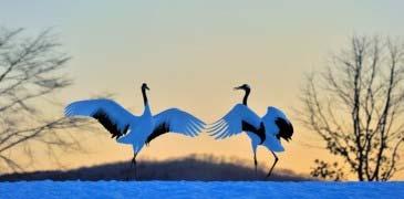 2012 Exhibit Title: Swan Migration: Lake Hyoko in Winter Donation recipient: Wild Bird Society of Japan Nov.
