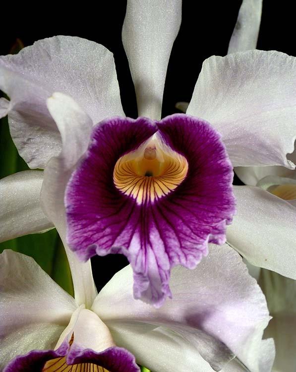 Editor s Notes, from Page 3 One of my favorite (outdoor growing) Cattleya-tribe species is Laelia purpurata. (OK, my favorite is whatever is blooming at the moment).