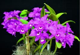 Bundaberg Orchid Society Inc.