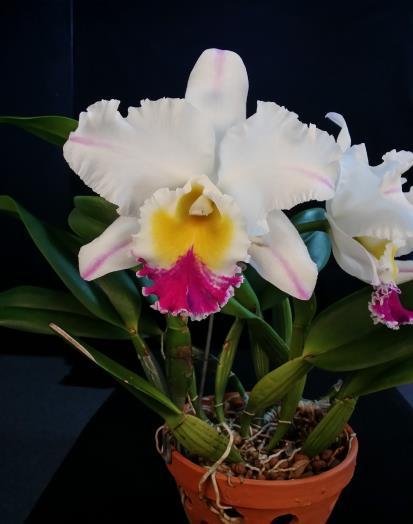 Page 6 Congratulations to had her 3 year old orchid awarded by the AOS West Palm Beach Judging Center on January 24 th.