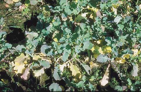 Nitrogen deficiency symptoms show as smaller leaves which are more erect and leaf colours from pale green to yellow on older leaves and pinkish-red on others. Photo: S.