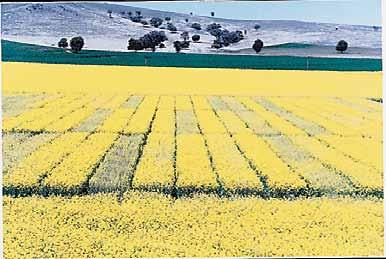 Sulfur Role and deficiency symptoms Sulfur (S) is crucial for canola in the synthesis of oil and protein as well as for the plant s vegetative development.