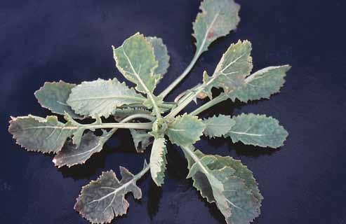Sulfur deficiency symptoms include the following: n pale, mottled leaves in plants from early rosette to stem elongation; leaves may be cupped, with a purple margin (very deficient crops); n pale