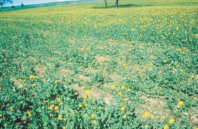 Salinity and subsoil constraints Canola is moderately tolerant of salinity, with a similar level of tolerance as wheat but slightly lower than barley.