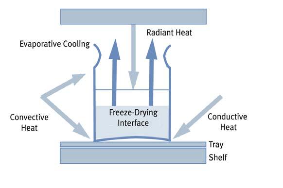Page: 9 of 14 Because shelf contact is often inconsistent, convective heat transfer can help promote uniform product drying.