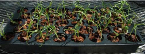 Greenhouse Acclimatization After 35 weeks culture, seedlings were potted in coconut husk in 38-cell plug trays Plug trays were covered